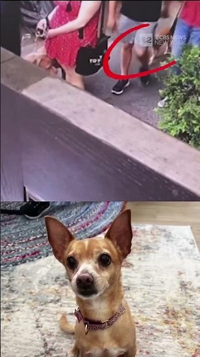 Video captures vicious dog-on-dog attack in NYC