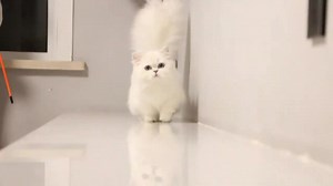 Cute and charming little white cat#fyp #cute #cat #cats #pet