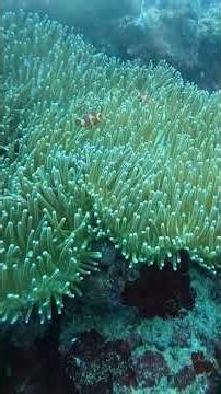 #Hashtags #OceanExploration #UnderwaterLife #DeepSeaFishing #CoralReefs #MarineLife #DivingAdventure