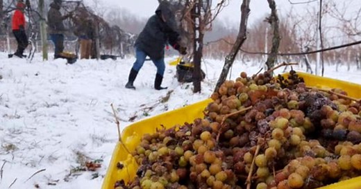 Inside the delicate, unique process of making of ice wine