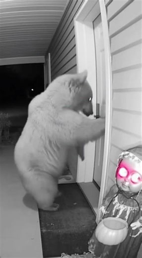 Bear Comes Back for Round Two 🐻👻 But the Halloween Decoration Scares Him Again! 😂 | Part 2 #animals
