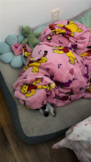 A Peaceful Night's Sleep for Dogs