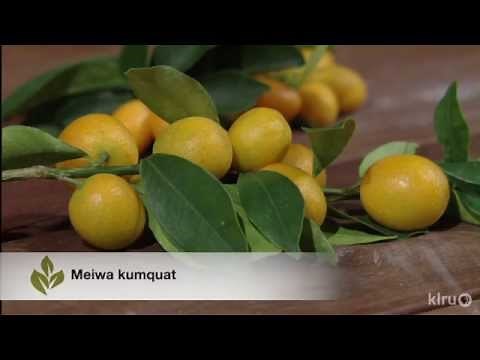 Growing calamondins. kumquats. Kaffir lime |Trisha Shirey |Central Texas Gardener