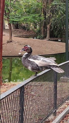 Pato Muscovy (o Pato Real), científicamente conocido como Cairina moschata.​