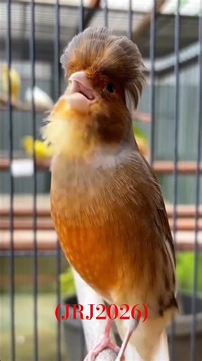 THE ELEGANT CRESTED CANARY SINGING PROUDLY 🎶🐦#CANARY(JRJ2026)