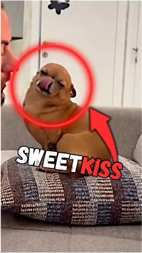 Top 4 Cutest Animal Kiss Reactions! 😍 | Pure SWEETKISS Moments #cat #dog #cuteanimals #shorts