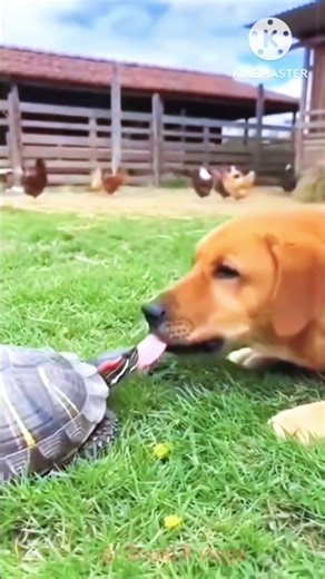 Dog Climbs Kuta! You WON'T Believe What Happens Next! 😱