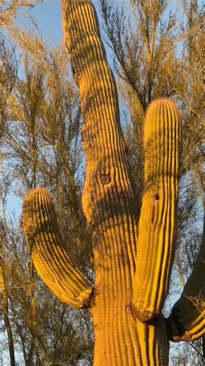 This Western Screech Owl was stuffed into a Saguaro cactus boot originally hollowed out by a Woodpecker. She was warming herself in the evening sunset 25 feet above her Sonoran desert hunting grounds. Did you know that Owls can NOT build nests, and they are “opportunistic nesters” stealing nests from others when possible?! | Jeremy Johnson Photography