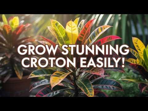 Croton: The Ultimate Beginner’s Guide to Growing Bold, Tropical Color at Home