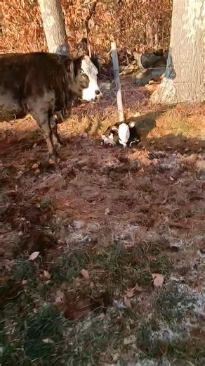 Another new bull calf. | Botma Farm