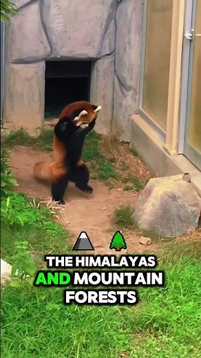 Why Red Pandas Sleep in Their Own Tails