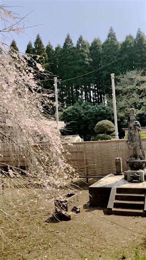妙宣寺の枝垂れ桜🌸
