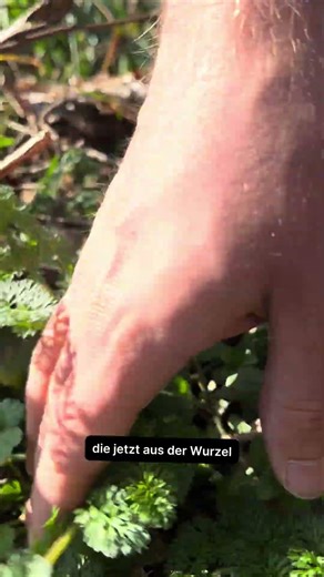 Eine Möhre mitten im Wald?