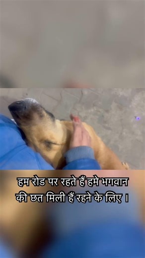 Humey 2 roti hi chahiye aur sir par pyar kaa hath #youtubeshorts #shortsviral #dogsvlogs #dogslife