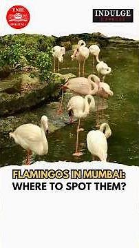 Mumbai’s pink Flamingos: Where & when to spot them | Indulge