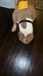 Good old fashion cheese smack | Nellandbando