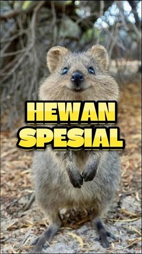 Kenapa Kotoran Wombat Berbentuk Kubus? 🤔 #wombat