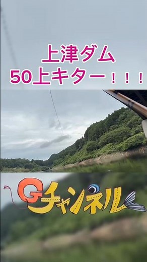 キター！！！上津ダム「50上」のアイツ！！！ #へらぶな釣り #後藤田G