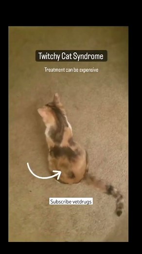Twitchy Cat Syndrome | Feline Hyperesthesia | Vetdrugs