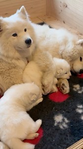 131K views · 8K reactions | Main Character Energy? Teddy the Samoyed Wrote the Script. Even when you’re trying to do a live on Facebook and Teddy manages to hold paws, howl at a fire engine AND knock the phone out of Karen’s hand all within a few minutes  | Poppet and the Wolf Pack | Facebook