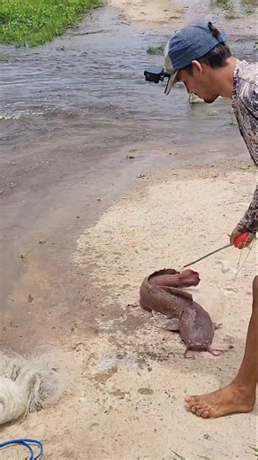 Primitive hunting against these river predators #traditionalfishing #fish #fishing #viralvideo