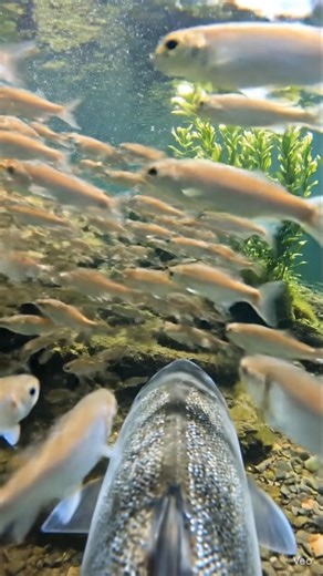 Ultra Realistic Fish POV | Camera Mounted on Fish Exploring Underwater Colony
