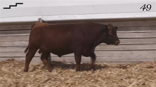 Lot 49 - Cross Benchmark 5131: Staircase Charolais & Red Angus - Annual Bull Sale