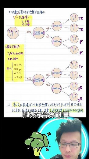 ［高中生物］2-2-2 減數分裂 vs 孟德爾的分離律與獨立分配律 #高中 #生物 #學測 #筆記 #細胞 #遺傳 #顯微鏡 #高一 #染色體 #果蠅 #基因 #遺傳因子