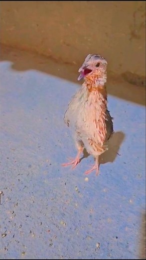 Natural Male Quail Sound 🐦 | Real Batair Calling Voice | Wild Quail #Shorts