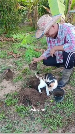 Can there be trees without fertilizer? 😅😍 #cat #turkishcat #kedi #catsoftürkiye