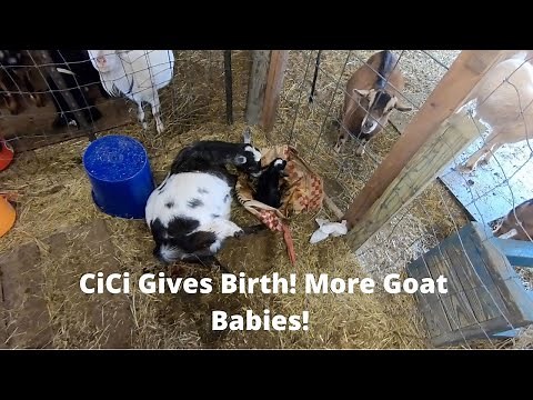 CiCi the Nigerian Dwarf Goat Giving Birth! Our best goat mom on the farm has her babies!