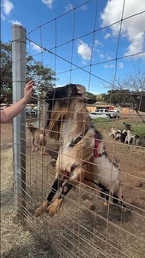 Goat at Surfing Goat Dairy Farm on Maui in Hawaii