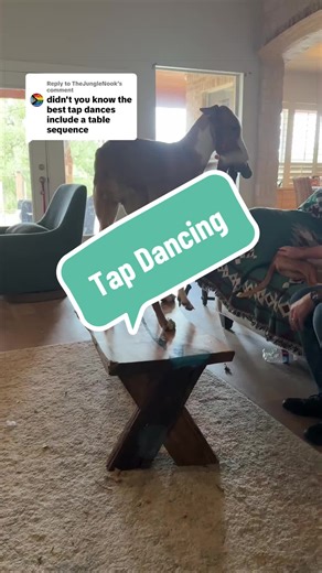 Replying to @TheJungleNook tippy tap tap #dance #ibizanhound #dancingdog