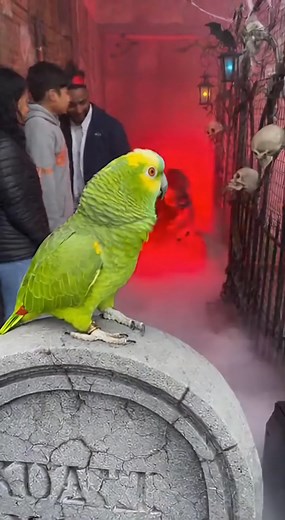 159K views · 5.9K reactions | PARROT Roasts Haunted House Actor Full clips and more roasts on YouTube (check comments for the link!)  | Global Weird News | Facebook