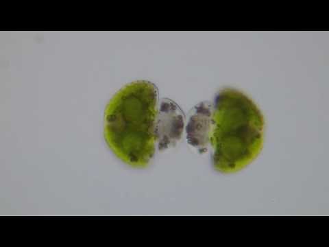 Cosmarium sp (green algae) - cell division