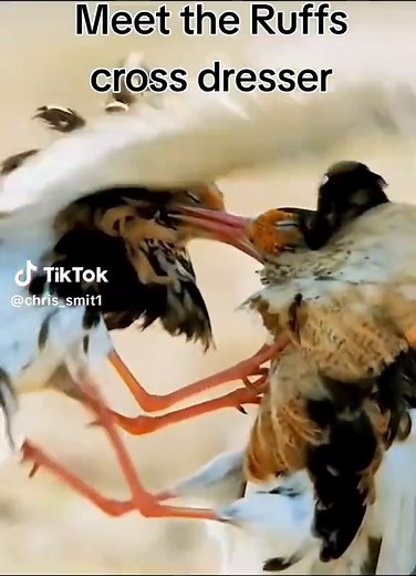 Mating Displays of Male Ruff Birds in Northern Finland