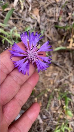 Cornflower bluebottle #garden #organicfruit #gardening #plants #plant