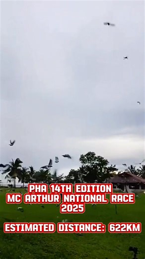 The PHA McArthur Race is a prestigious pigeon racing event organized by the Philippine Homing Association (PHA). The 14th edition of the race was released at 6:35 AM on March 29, 2025 with estimated distance of 622km. Goodluck Participants! CTTO for the live feed video: Albert Farin #pigeons | PigeonVibes