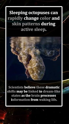 Why Sleeping Octopuses Change Color