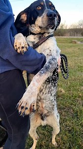 Meet Colt, a 1.5-year-old male English Pointer mix with the most stunning coat and distinct markings. Colt is a smart, handsome, and loving boy who thrives on attention and affection. His sweet and friendly personality will make him the center of your world. Colt is an energetic and playful pup who would love adventure. He’s ready to join a loving family where he can be part of the fun and get all the love he deserves. Colt is looking for a forever home where he can be cherished as a true family