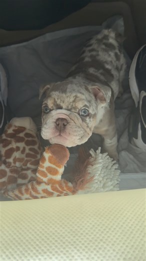 Bank Boundbullyz | Ruff ruff 🐶 #puppies #englishbulldog #puppylife #puppy #puppylove #bulldog #bulldogpuppy #puppyreels #bulldoglovers #bulldogmoments #explore | Instagram