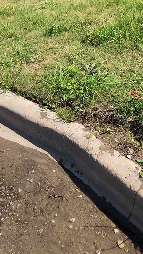 #fyp #fypシ #herping #nature