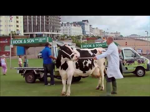 The Moo Man - trailer