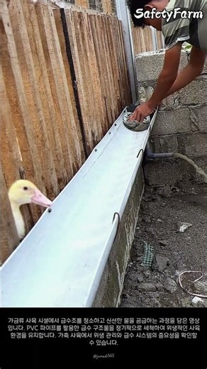 농장 급수조 청소 및 관리 작업 현장 #farming #farmlife #livestock #duck #cleaning