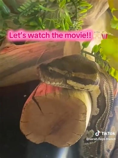 Sarah French + Her Snake: #Horror Actress #Shorts Fashion Style Makeup Hair Costume Dress Super Fan!