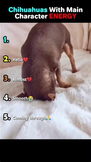Most CONFIDENT Dogs💗