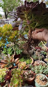 Aeonium Arboreum | Robert Reyes