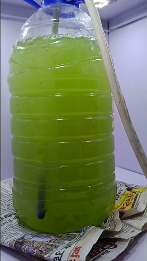 How to || make || spirulina|| culture || at home