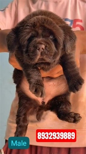 English Lab Puppy | Big Head & Heavy Bone | For Sale@Royal_pat #pets#puppy#labrador#shorts#viral#up