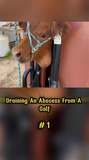 Draining An Abscess From A Calf !!#horse #trim #forge #fyp #usa | horses